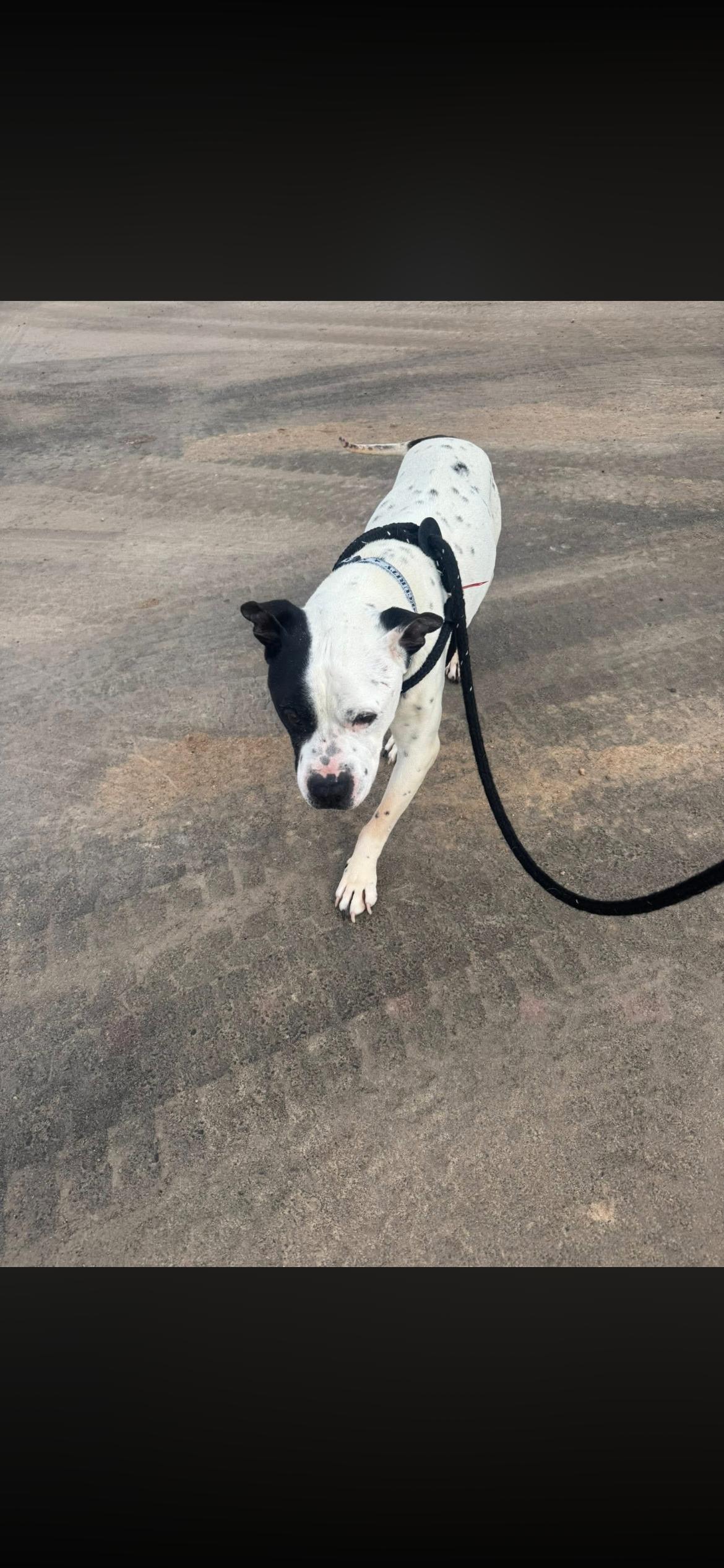 Enlarge Taryn fka zeus, a Adoptable mixed breed in Jerome, ID image 3/6