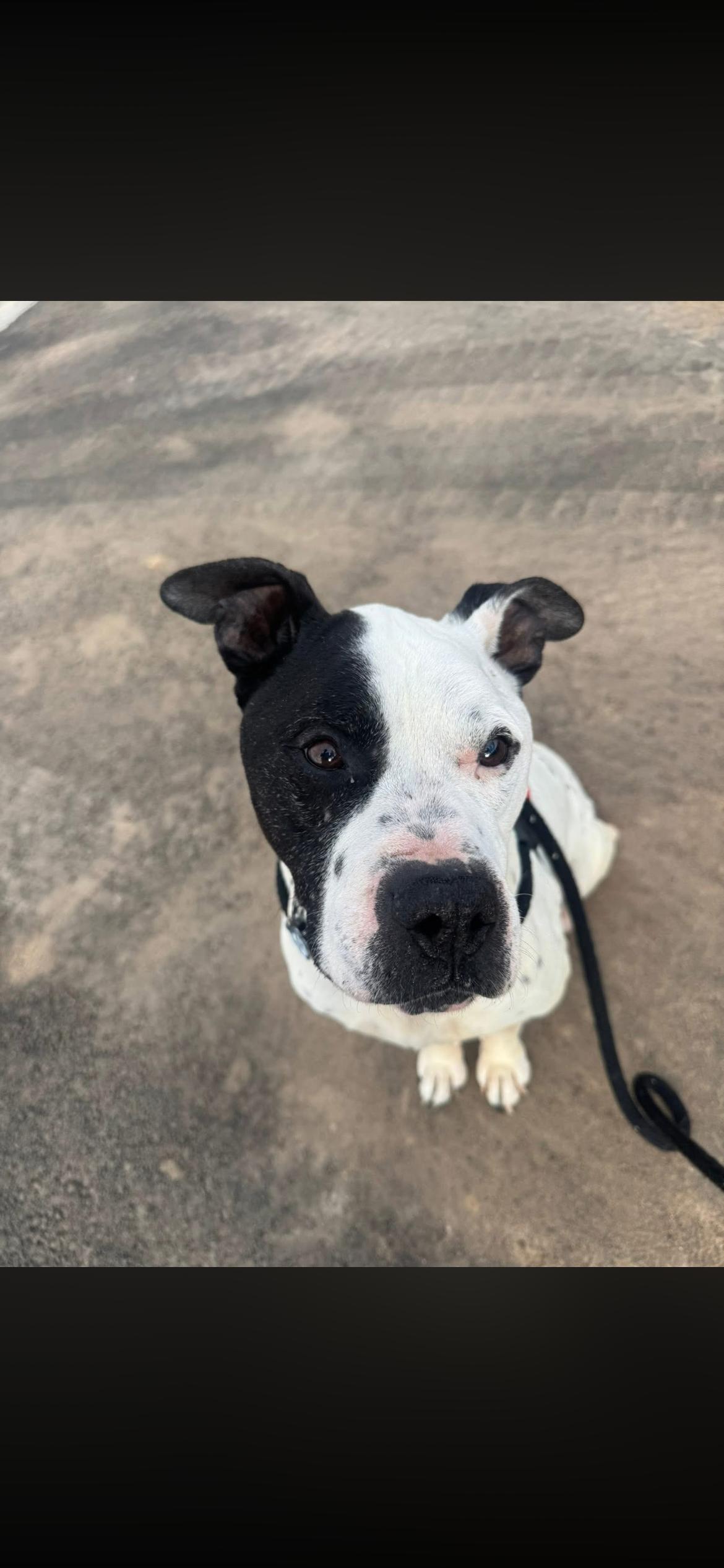 Enlarge Taryn fka zeus, a Adoptable mixed breed in Jerome, ID image 4/6