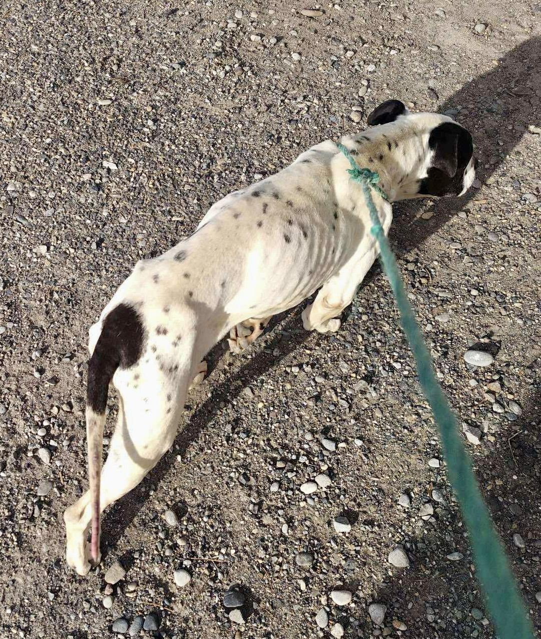 Enlarge Taryn fka zeus, a Adoptable mixed breed in Jerome, ID image 5/6