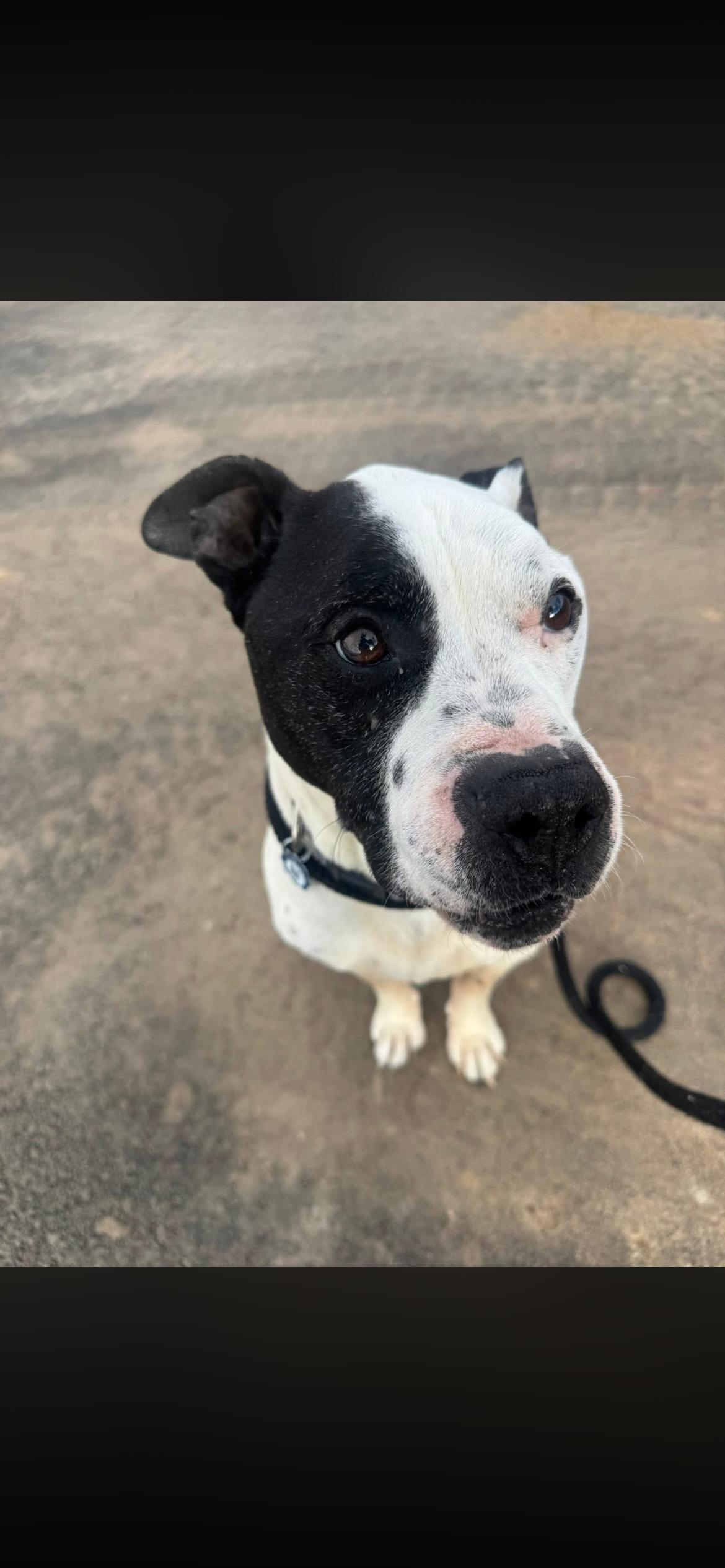 Enlarge Taryn fka zeus, a Adoptable mixed breed in Jerome, ID image 6/6