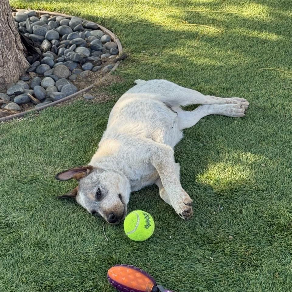Dusty, Adoptable, Young Male Cattle Dog.