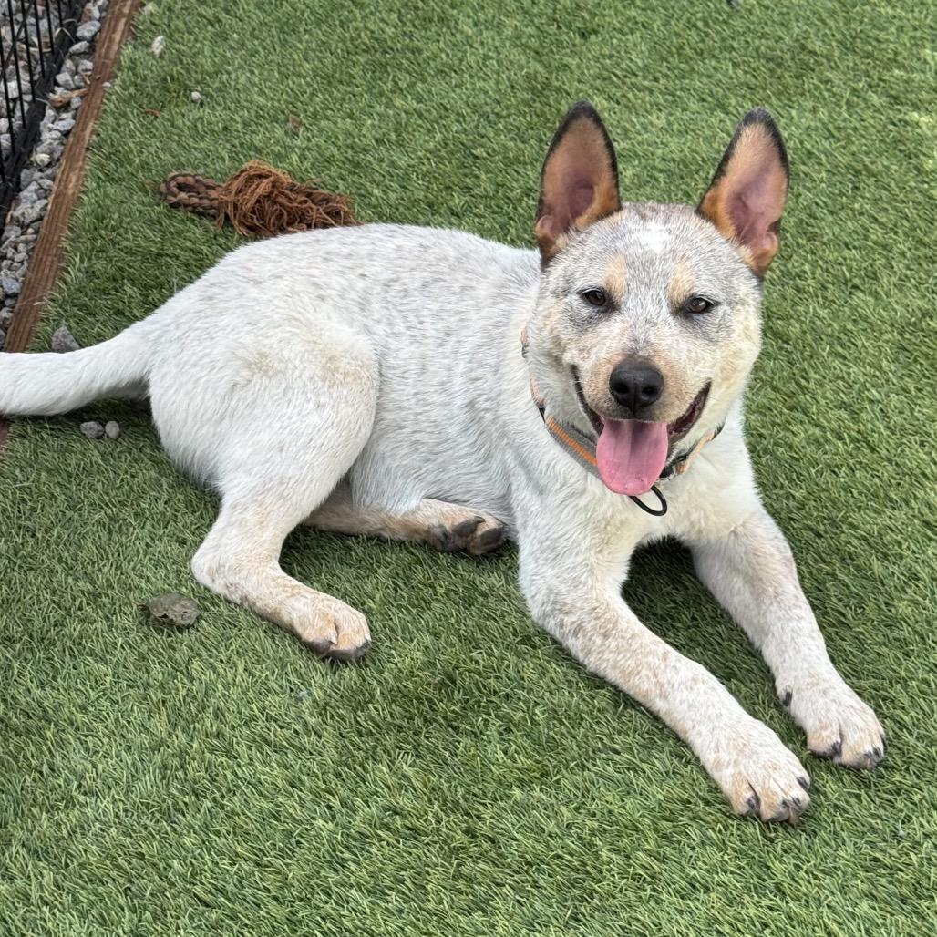 Enlarge Dusty, a Adoptable Cattle Dog in San Diego, CA image 2/6