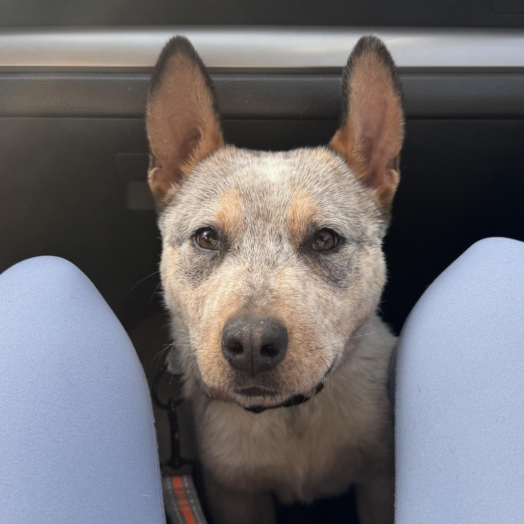 Enlarge Dusty, a Adoptable Cattle Dog in San Diego, CA image 4/6