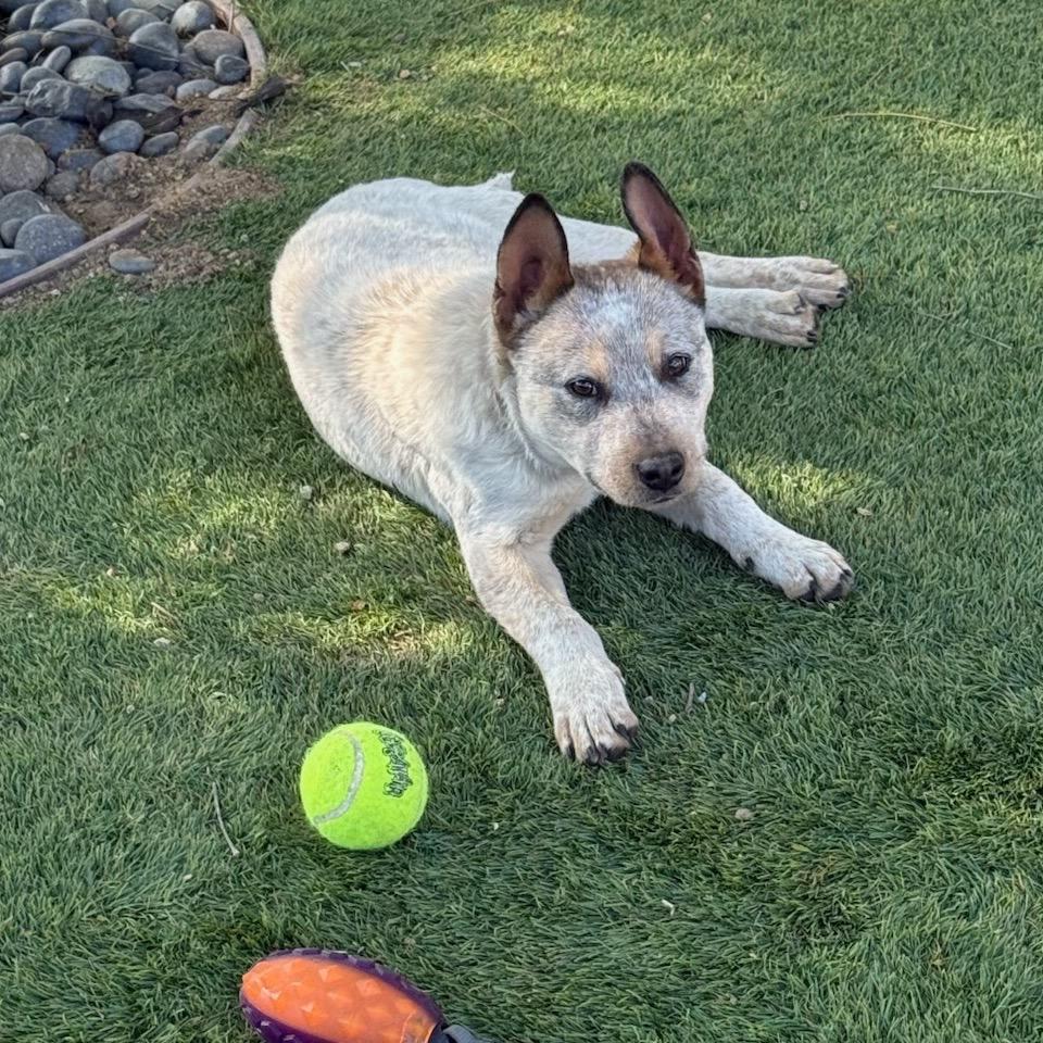 Enlarge Dusty, a Adoptable Cattle Dog in San Diego, CA image 5/6