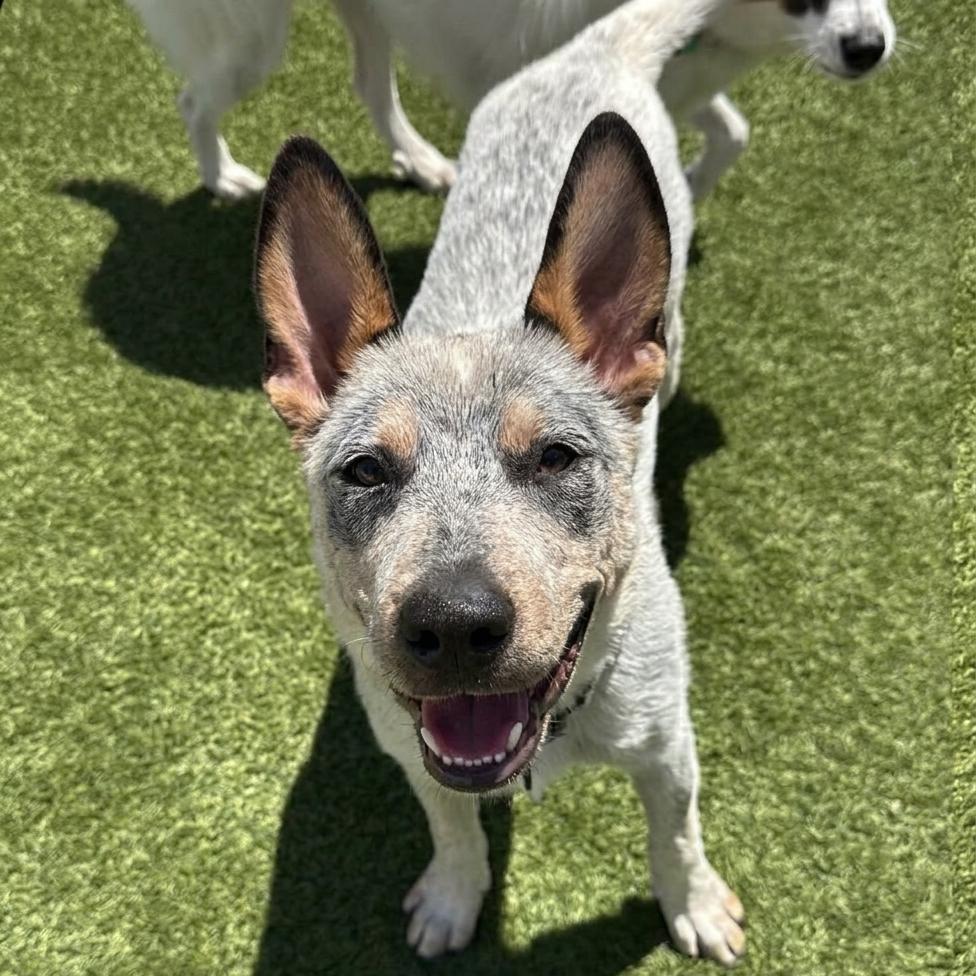 Enlarge Dusty, a Adoptable Cattle Dog in San Diego, CA image 6/6