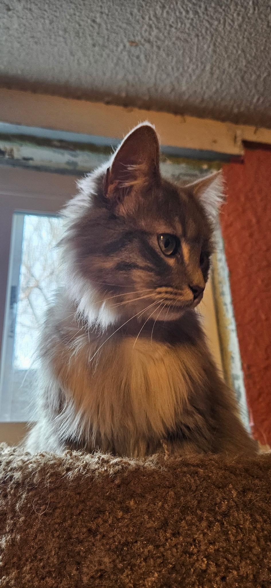 Enlarge Pretty Girl, an adopted Domestic Medium Hair in Conifer, CO image 1/3