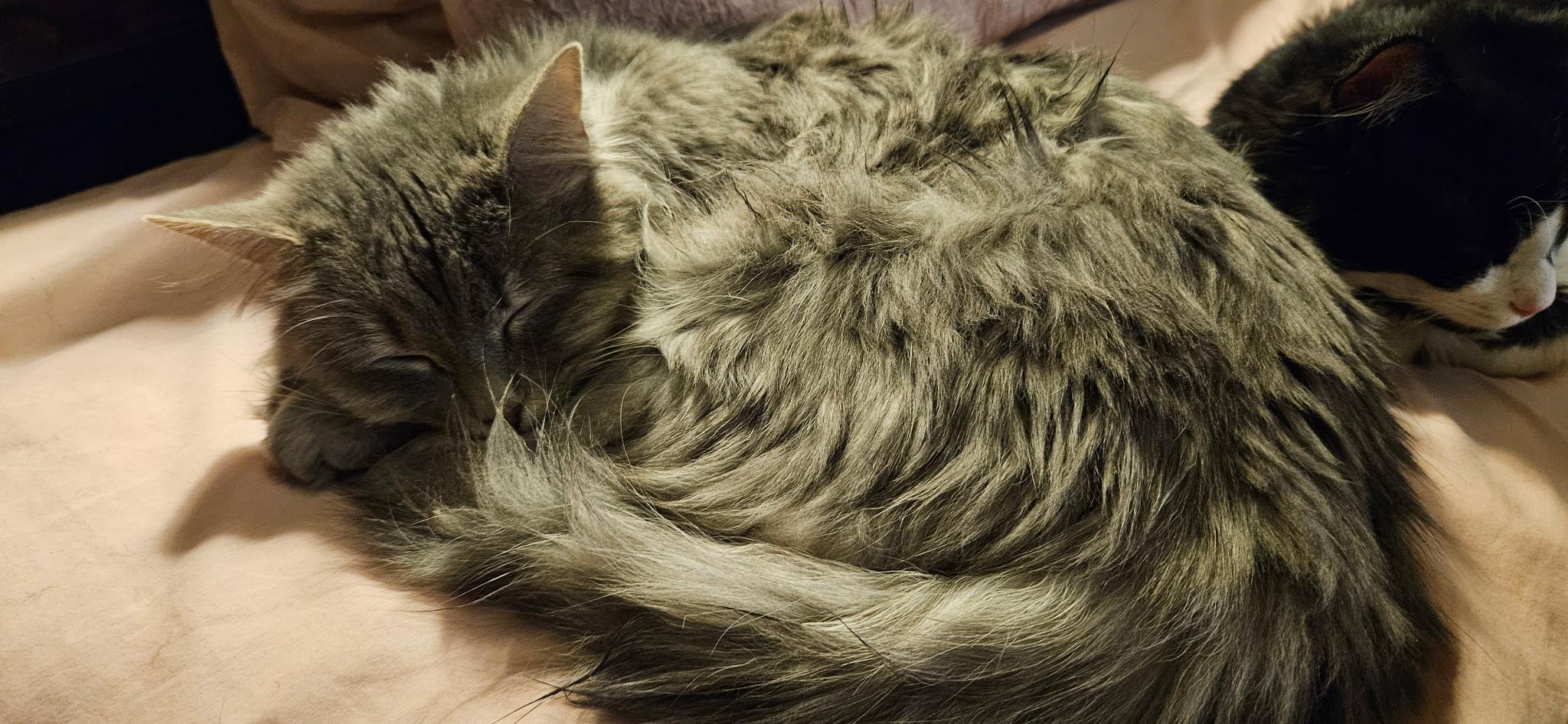 Enlarge Pretty Girl, an adopted Domestic Medium Hair in Conifer, CO image 2/3