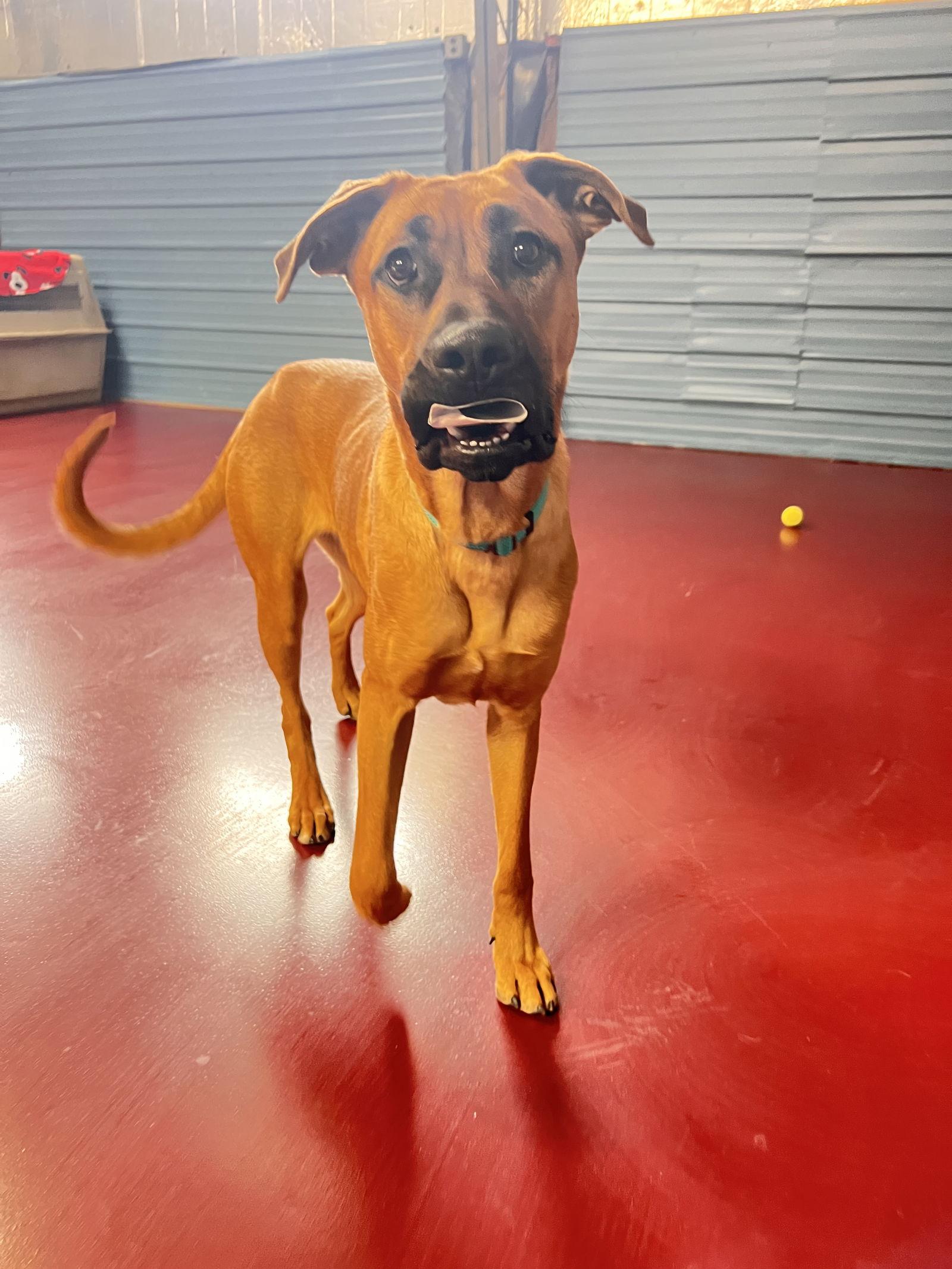 Enlarge Jay, a Adoptable mixed breed in Webster, WI image 1/3