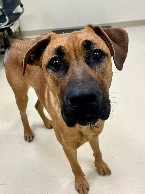 Jay, Adoptable, Young Male German Shepherd Dog & Boxer.