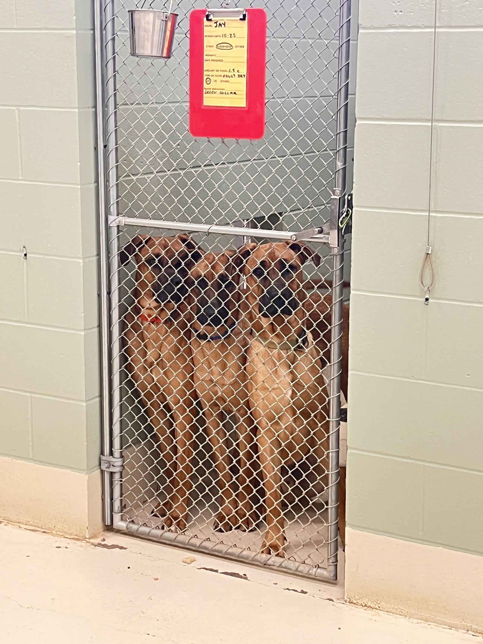 Enlarge Jay, a Adoptable mixed breed in Webster, WI image 3/3