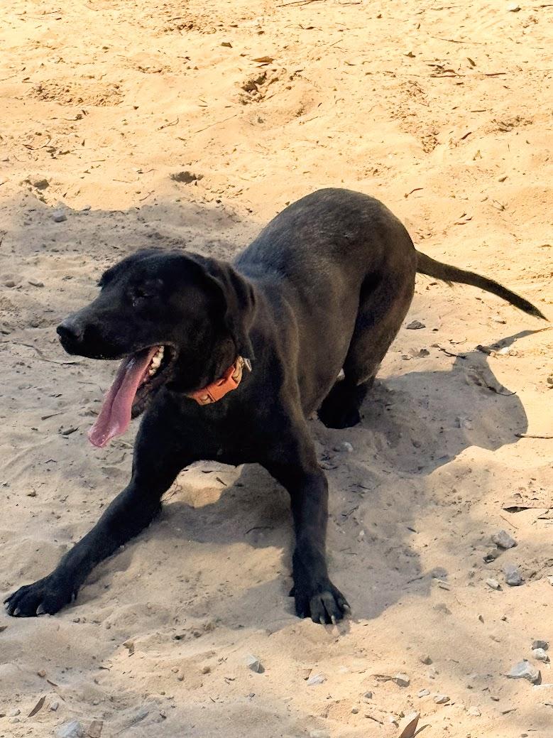 PETUNIA - Sponsored Adoption Fee!!