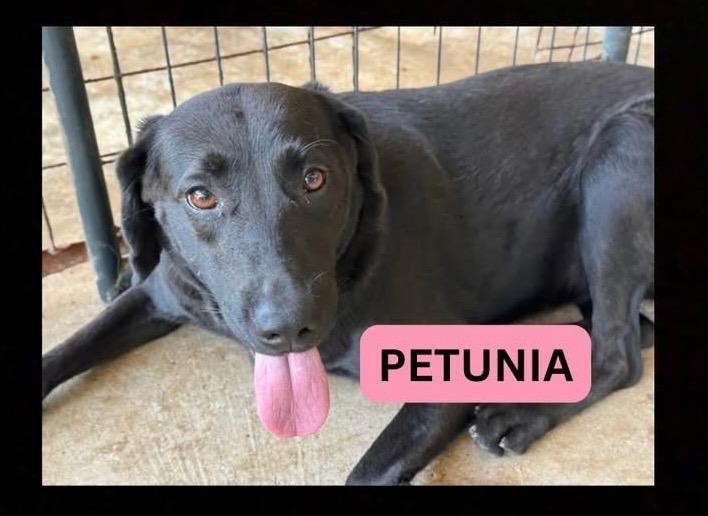 Enlarge PETUNIA - Sponsored Adoption Fee!!, a Adoptable mixed breed in Brattleboro, VT image 1/6