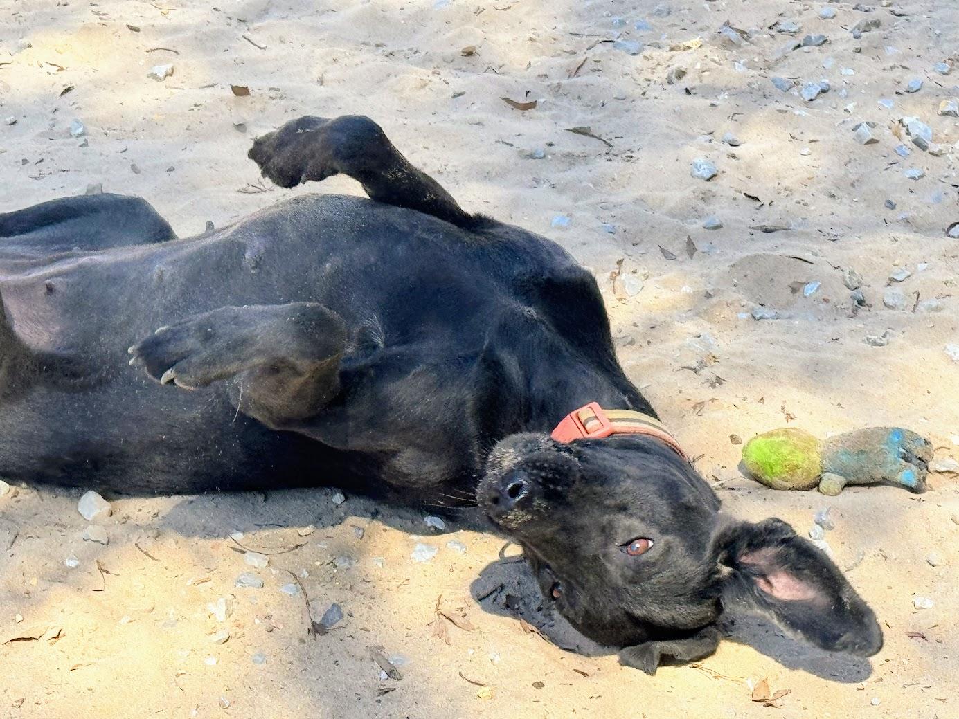 Enlarge PETUNIA - Sponsored Adoption Fee!!, a Adoptable mixed breed in Brattleboro, VT image 6/6