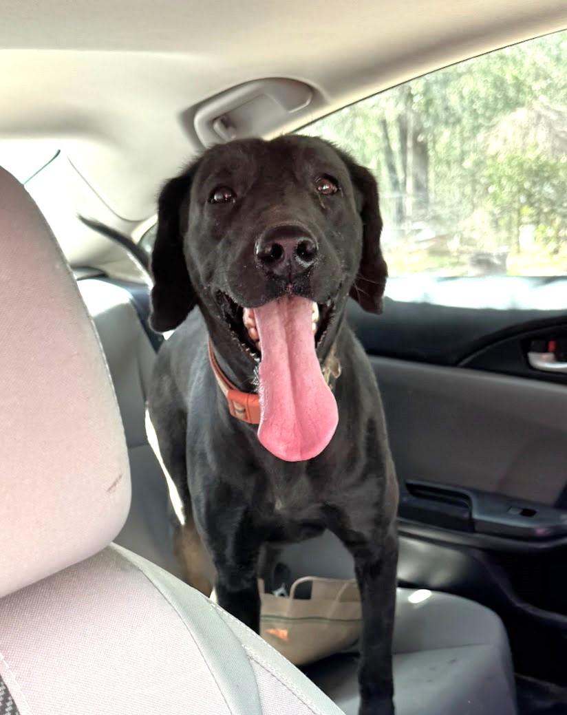 Enlarge PETUNIA - Sponsored Adoption Fee!!, a Adoptable mixed breed in Brattleboro, VT image 2/6