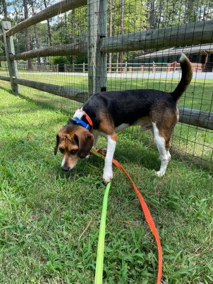 Harlow, Adoptable, Adult Male Beagle & Mixed Breed.