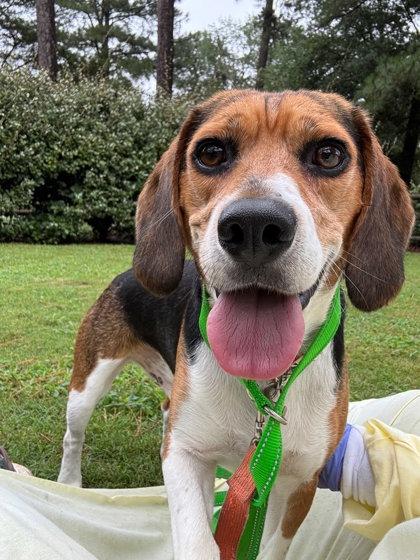 Enlarge Harlow, a Adoptable mixed breed in Southern Pines, NC image 2/3