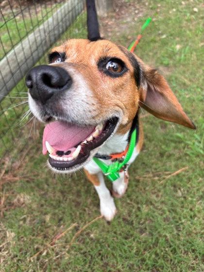 Enlarge Harlow, a Adoptable mixed breed in Southern Pines, NC image 3/3