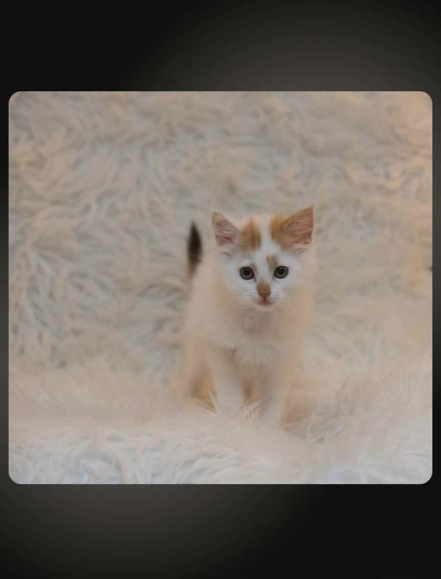 Enlarge Aphrodite, a Adoptable Domestic Medium Hair in Calgary, AB image 1/2