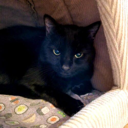 Vogue, Adoptable, Adult Female Domestic Short Hair & Tabby.