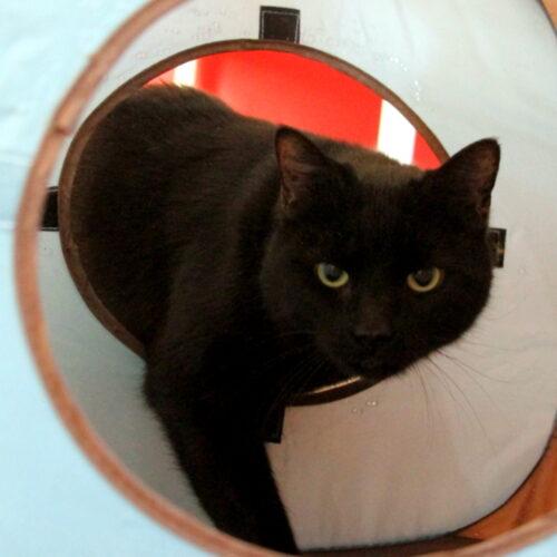 Enlarge Vogue, a Adoptable mixed breed in Gaithersburg, MD image 2/6