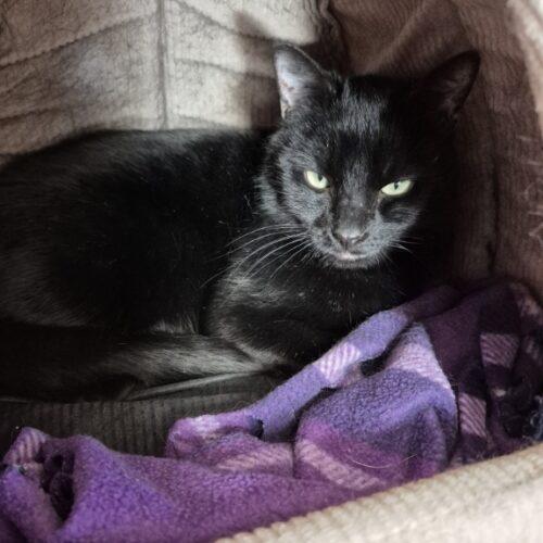 Enlarge Vogue, a Adoptable mixed breed in Gaithersburg, MD image 3/6