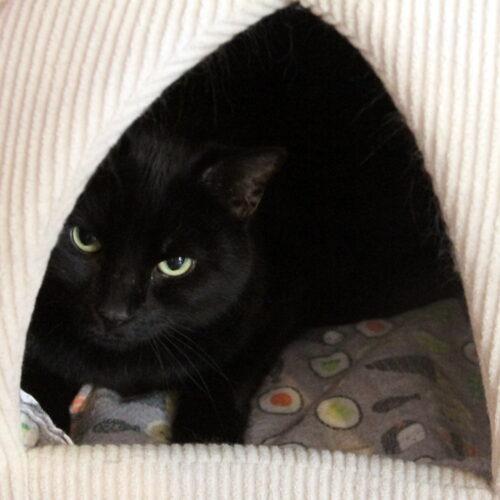 Enlarge Vogue, a Adoptable mixed breed in Gaithersburg, MD image 5/6