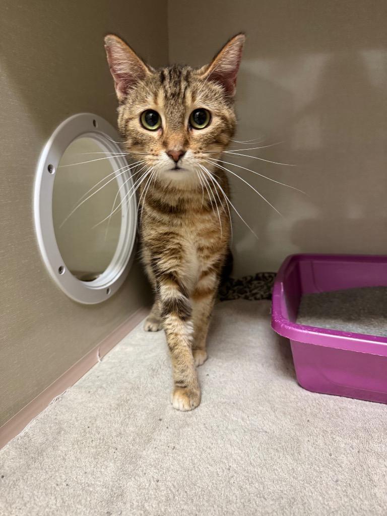 Enlarge Danone, a Adoptable mixed breed in Winnipeg, MB image 1/1