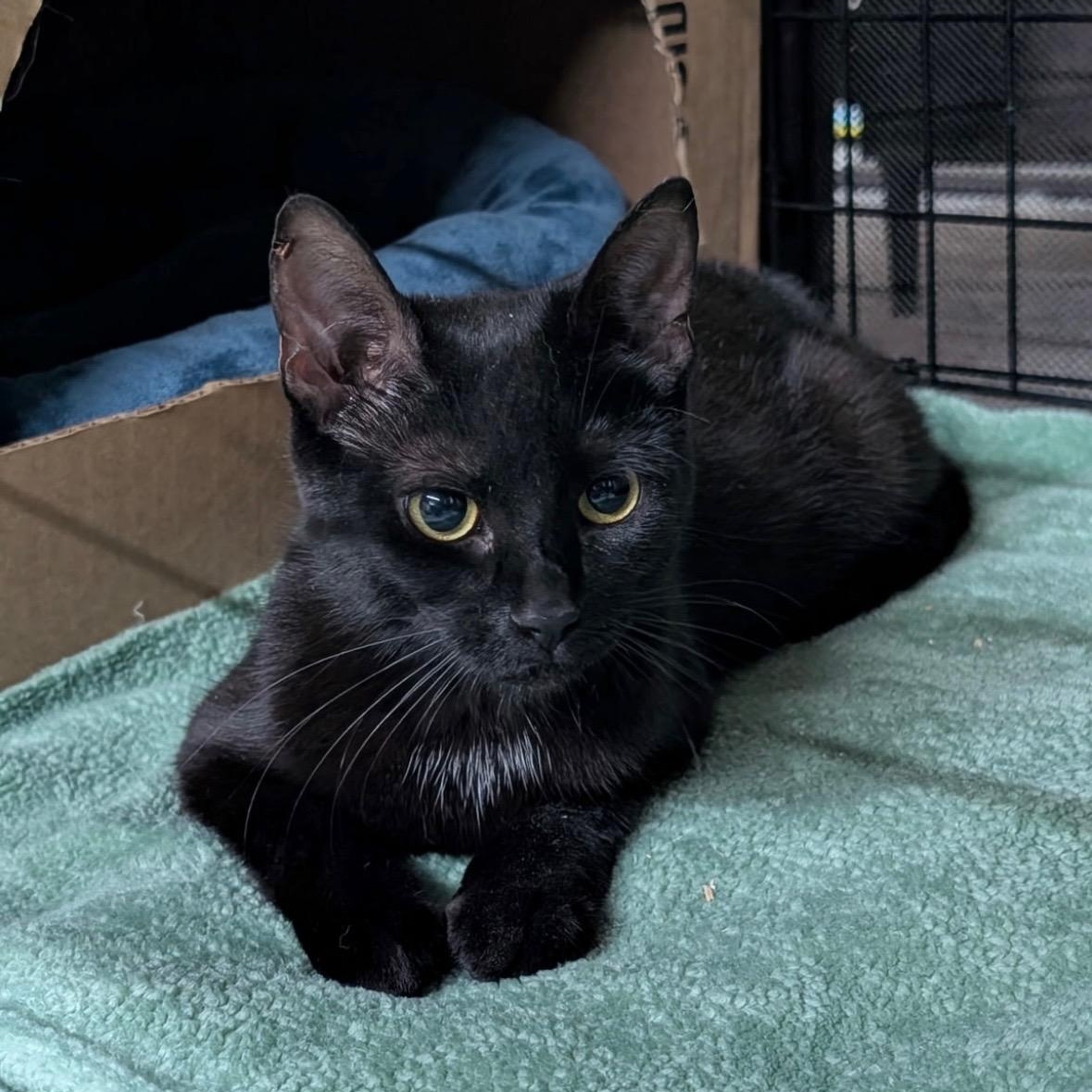 Freya