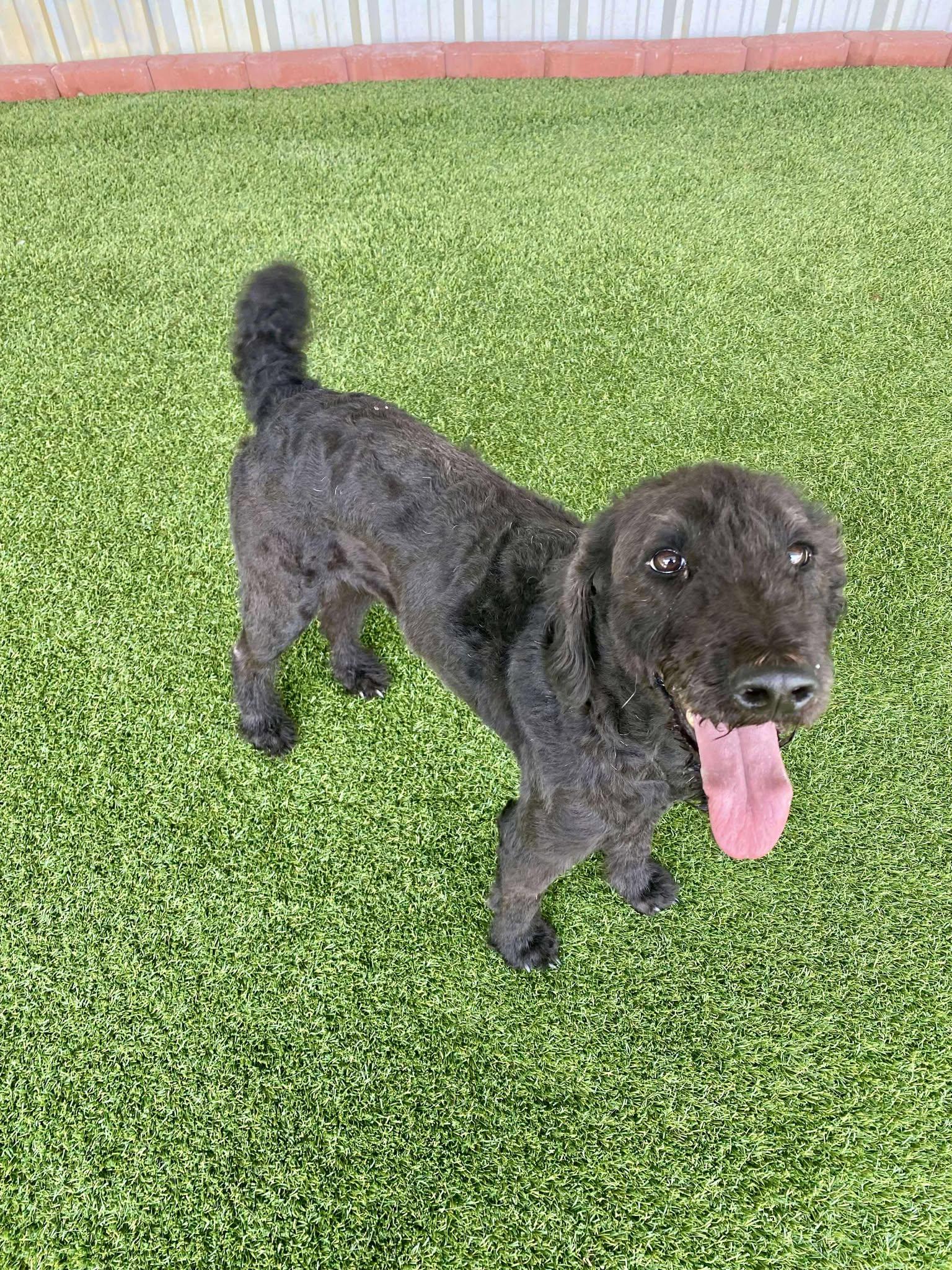 Solas-Foster Home Needed