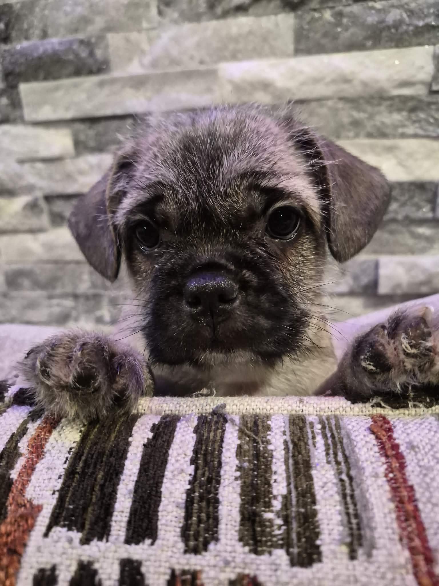 Blondie , ADOPTABLE, Puppy Female French Bulldog & Shih poo.