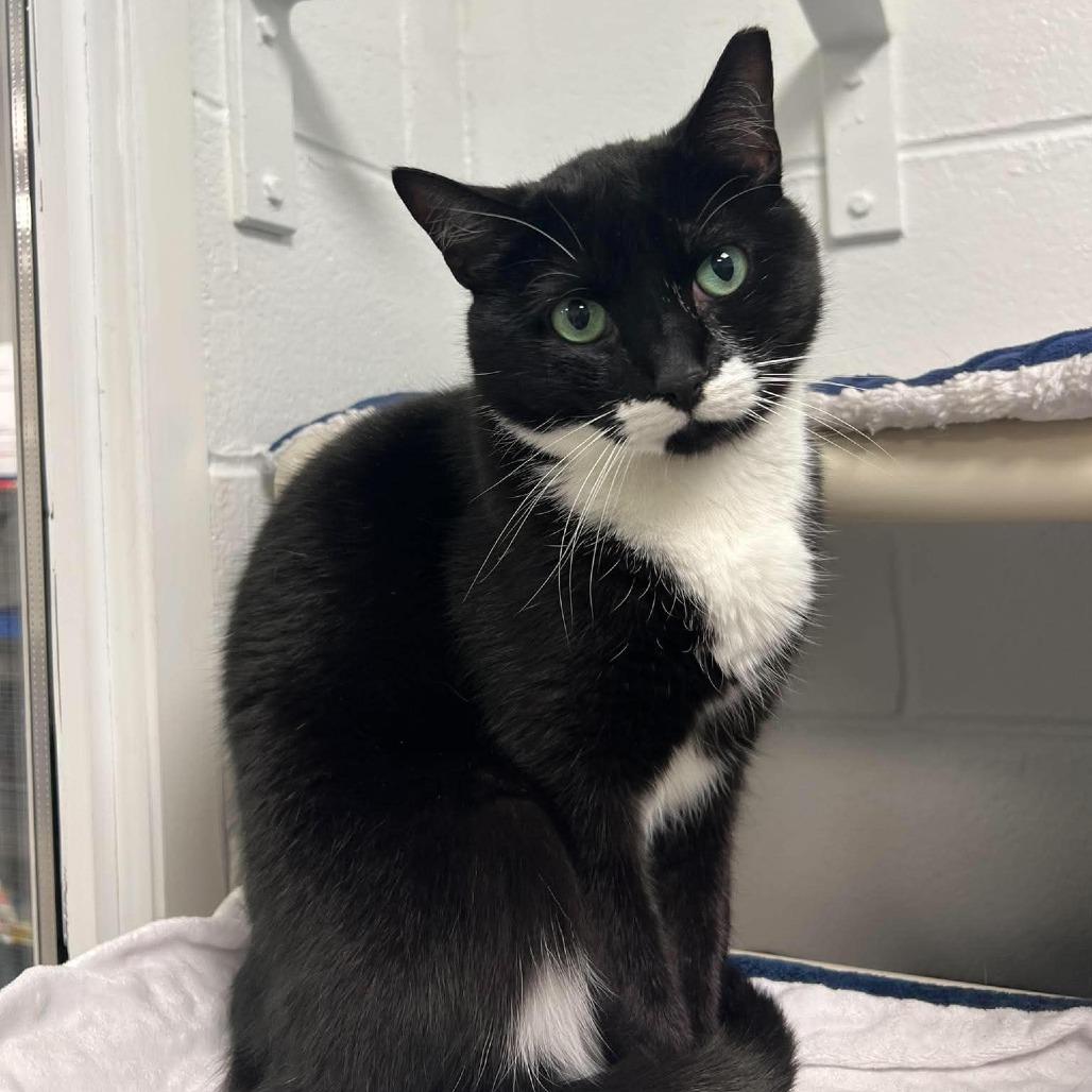 Milk, Adoptable, Adult Male Domestic Short Hair & Domestic Short Hair.