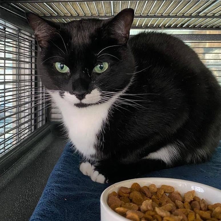 Milk, Adoptable, Adult Male Domestic Short Hair & Domestic Short Hair.