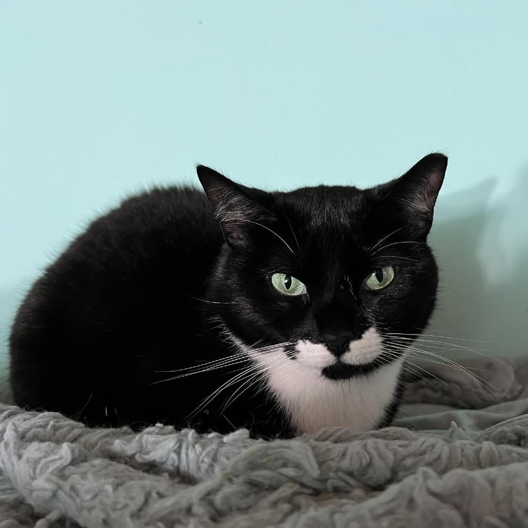 Milk, a Adoptable mixed breed in Hampton Bays, NY image 3/4