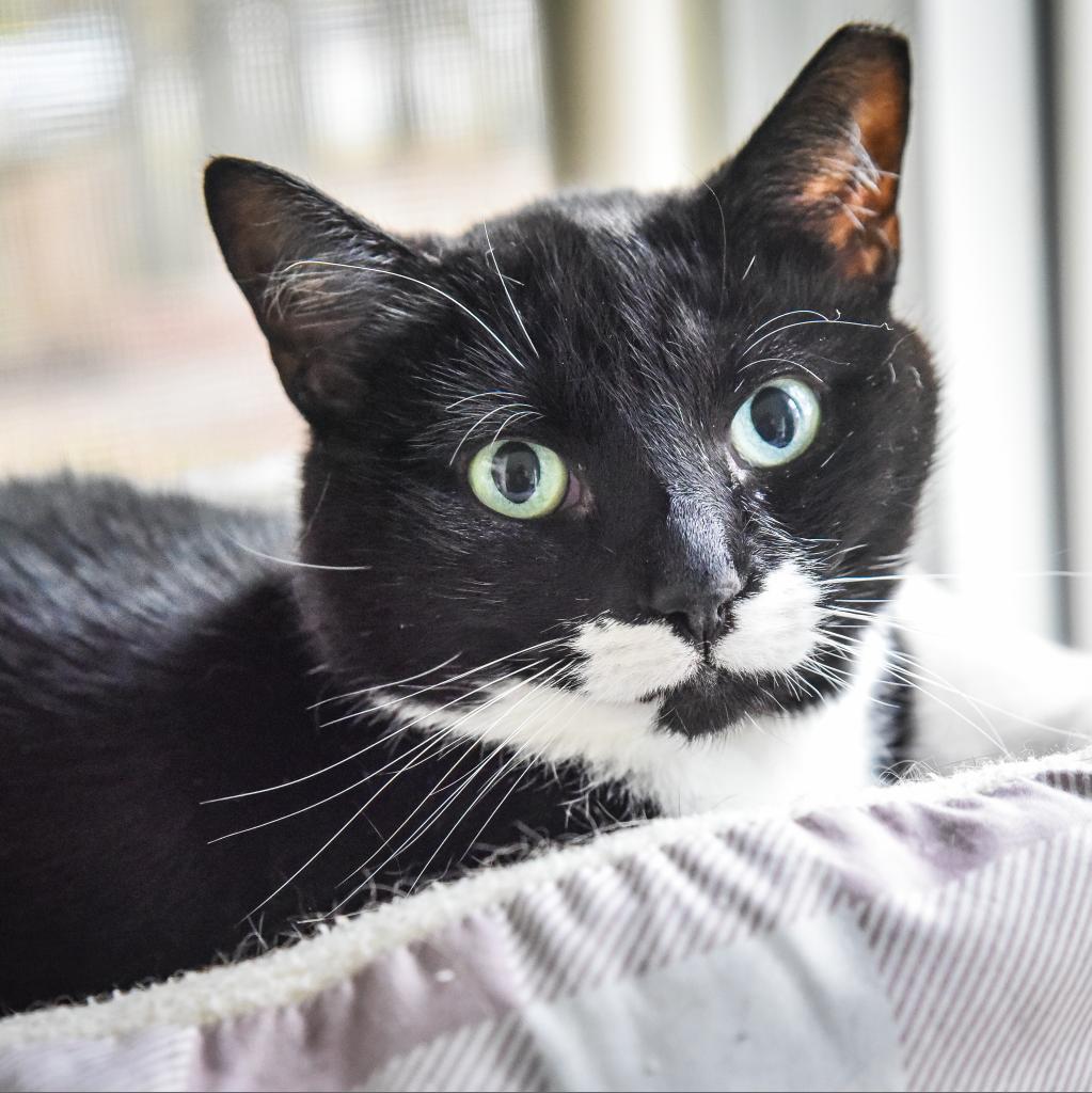 Milk, a Adoptable mixed breed in Hampton Bays, NY image 4/4