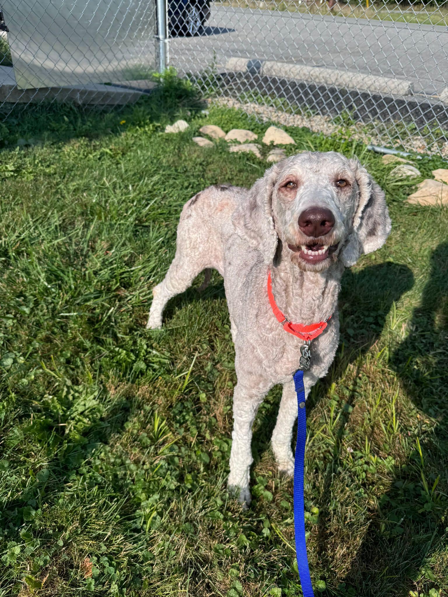 Enlarge Rita, an adoption pending mixed breed in Altoona, PA image 2/2