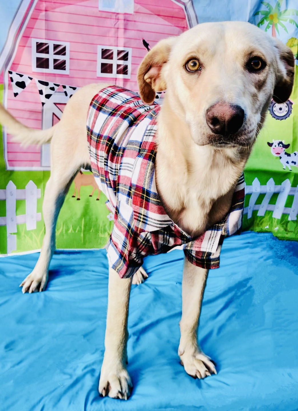 Dog for adoption Enzo, a Labrador Retriever Mix in Calais , ME