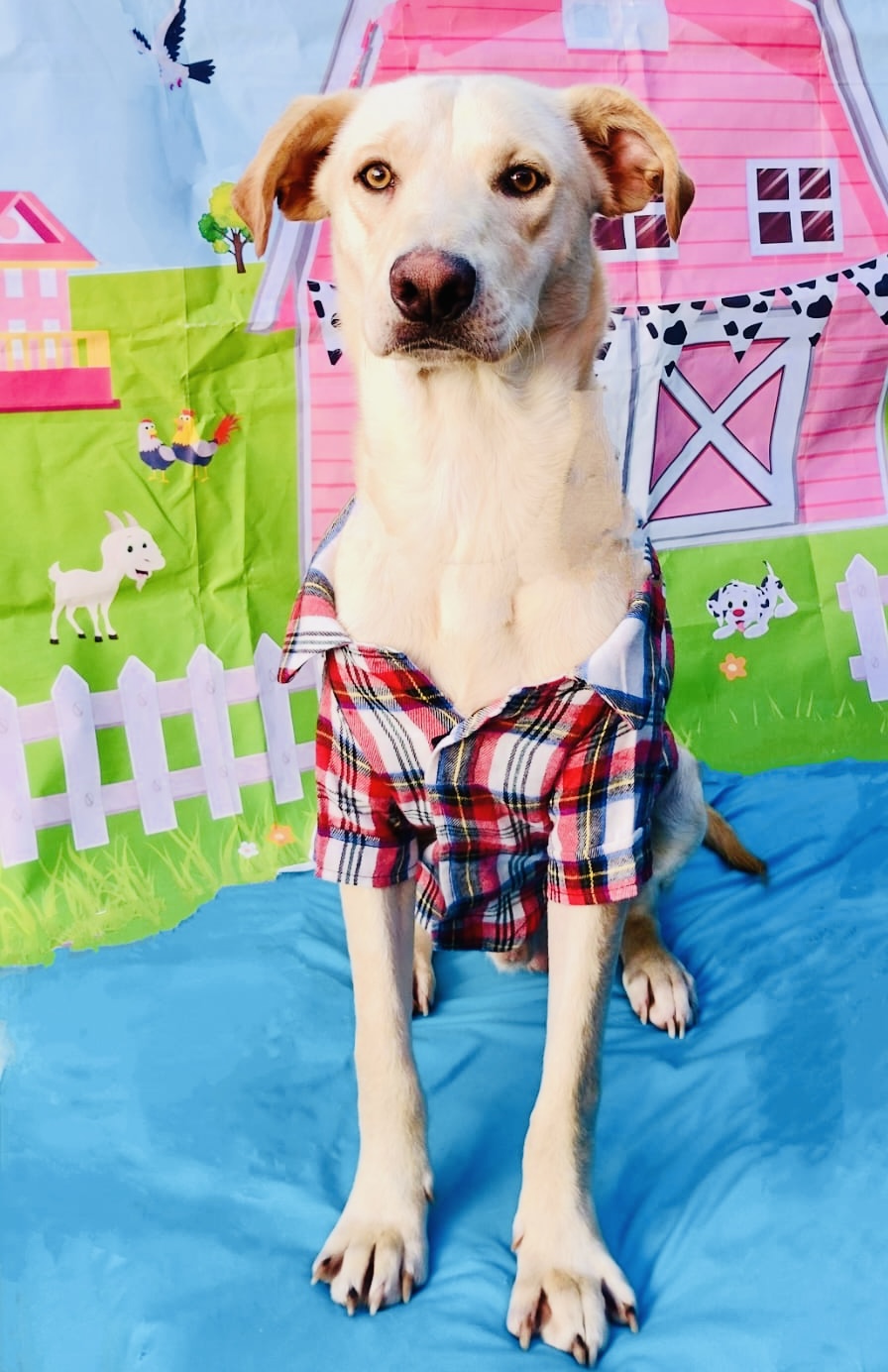 Dog for adoption Enzo, a Labrador Retriever Mix in Calais , ME