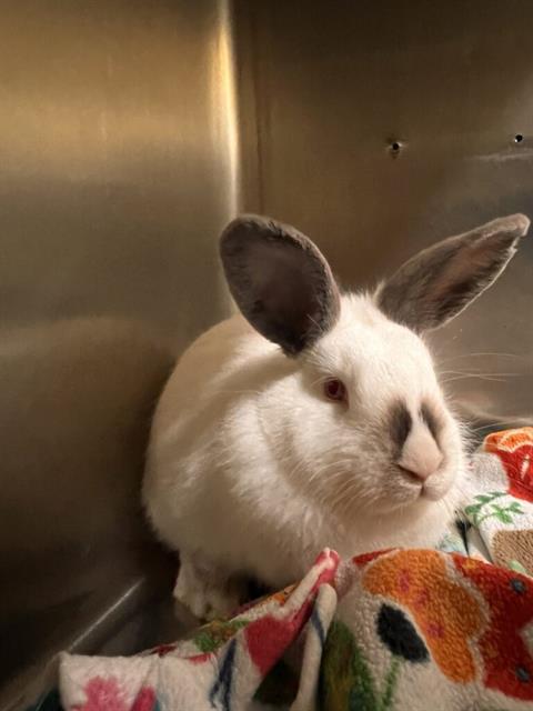 Enlarge TANGELO, a Adoptable Bunny Rabbit in Alameda, CA image 1/1
