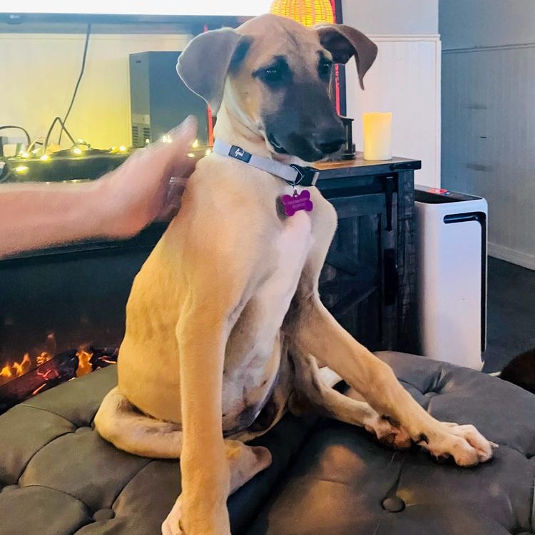 Carbo, Adoptable, Puppy Female Rhodesian Ridgeback.