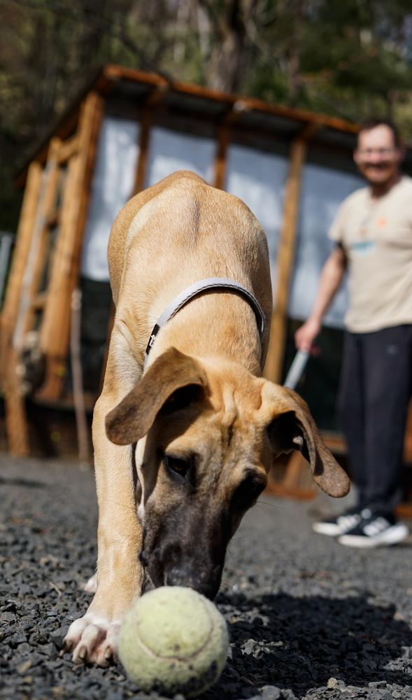 Enlarge Carbo, a Adoptable mixed breed in Spokane, WA image 2/5