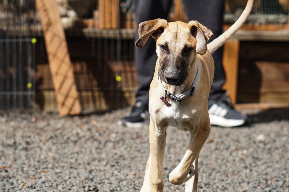 Enlarge Carbo, a Adoptable mixed breed in Spokane, WA image 3/5