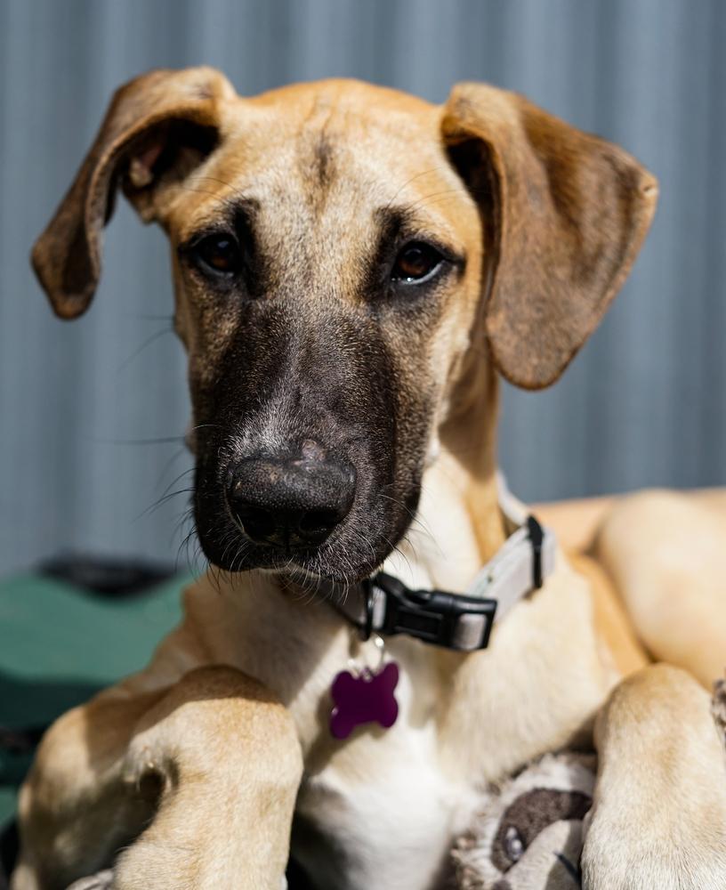 Enlarge Carbo, a Adoptable mixed breed in Spokane, WA image 4/5