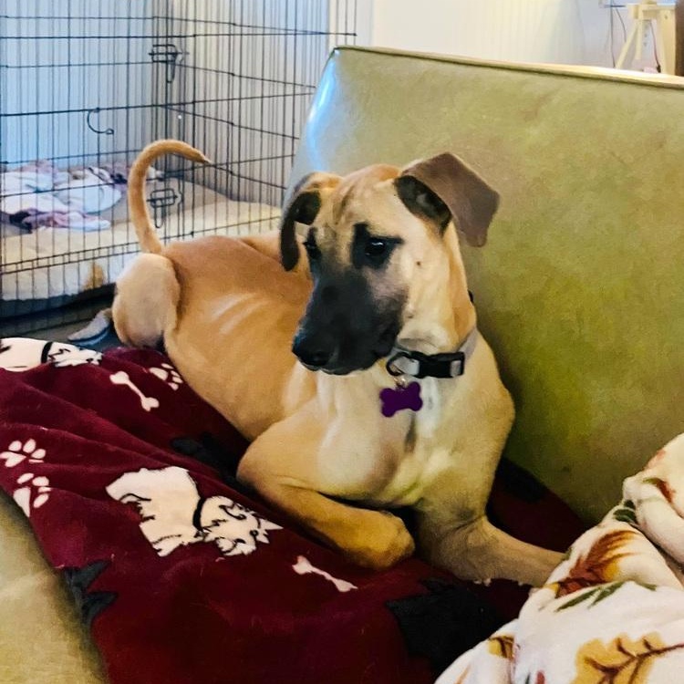 Carbo, Adoptable, Puppy Female Rhodesian Ridgeback.