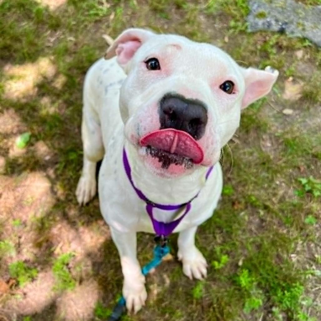 Peach, Adoptable, Young Female Pit Bull Terrier & Mixed Breed.