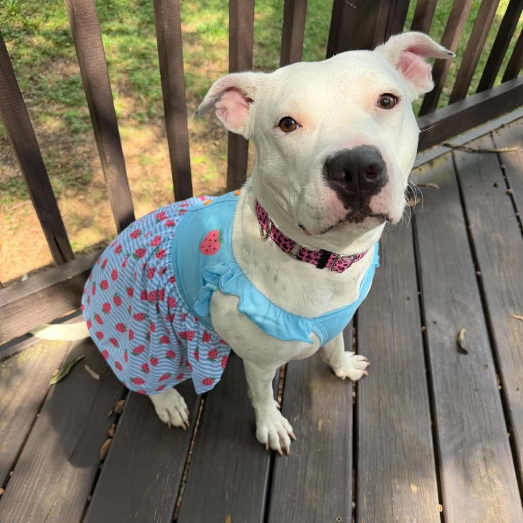 Enlarge Peach, a Adoptable mixed breed in Concord, NC image 2/6