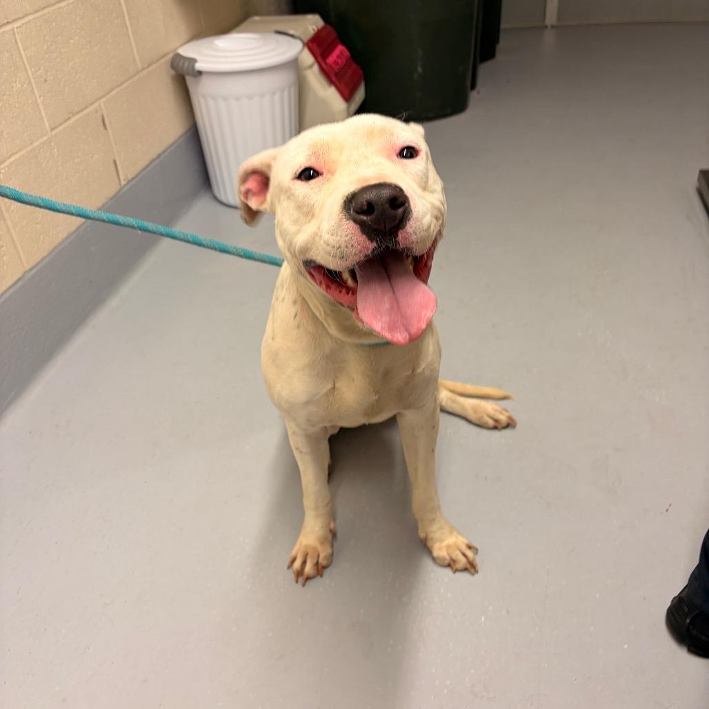 Enlarge Peach, a Adoptable mixed breed in Concord, NC image 3/6