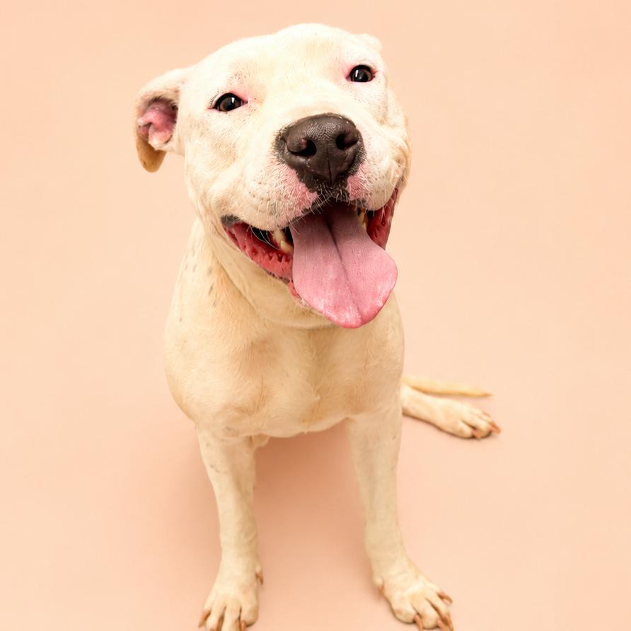 Enlarge Peach, a Adoptable mixed breed in Concord, NC image 4/6