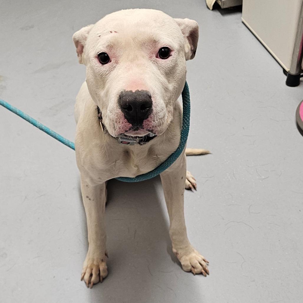 Enlarge Peach, a Adoptable mixed breed in Concord, NC image 5/6