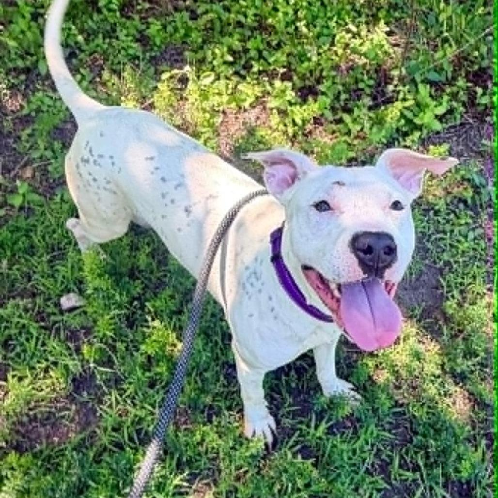 Enlarge Peach, a Adoptable mixed breed in Concord, NC image 6/6