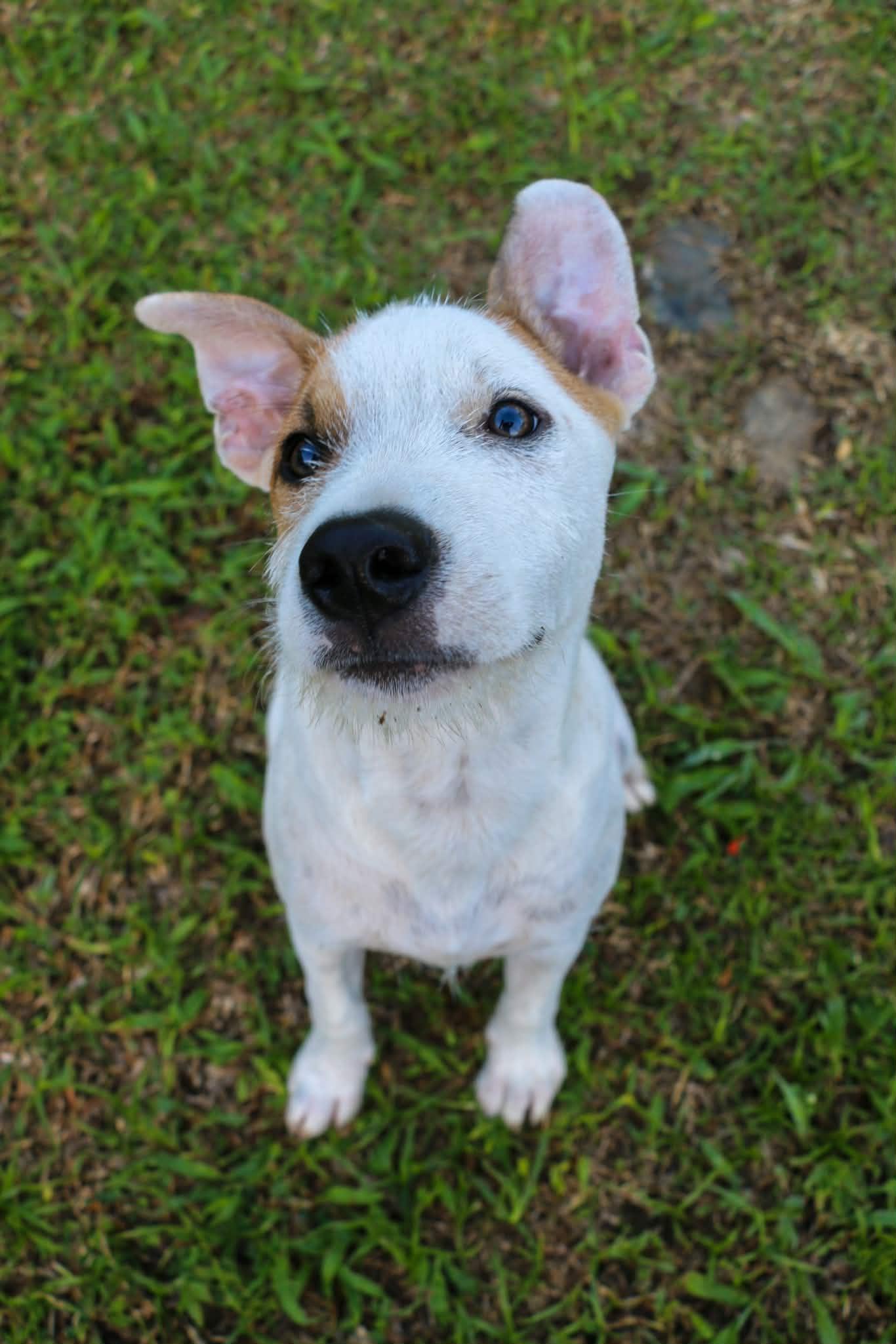 Enlarge Parche, a ADOPTABLE mixed breed in Huntington, NY image 6/6